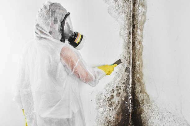 Best Mold Cleaning Services  in South Ack, NY