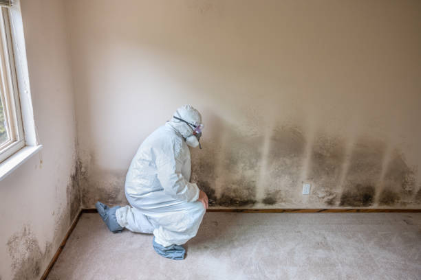 Best Toxic Mold Removal  in South Ack, NY