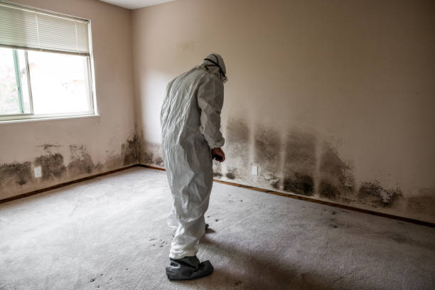Best Professional Mold Removal  in South Ack, NY