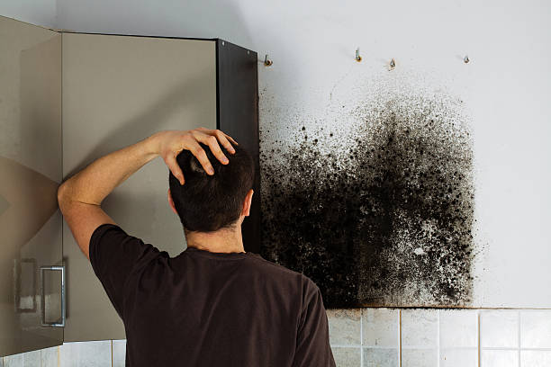 Home Mold Removal in South Nyack, NY