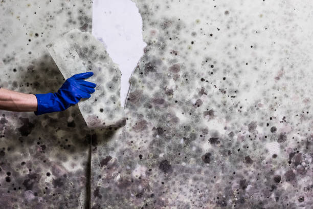 Best Mold Remediation  in South Ack, NY