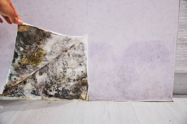 Best Mold Cleaning Services  in South Ack, NY